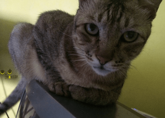 %e5%8d%a1%e9%ad%af%e6%af%94_1