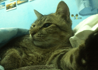 %e5%8d%a1%e9%ad%af%e6%af%94_1