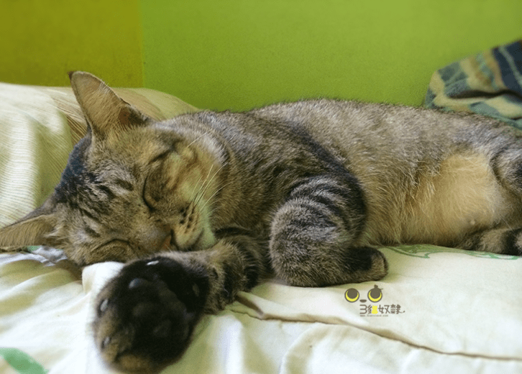 %e5%8d%a1%e9%ad%af%e6%af%94_6